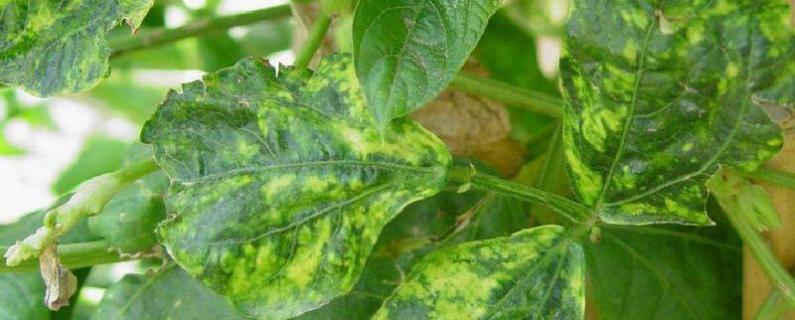 豆角病虫害图片和解决方案（豆角病虫害图片及防治）