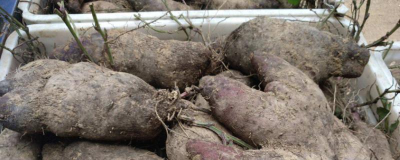 脚板薯什么时候挖，怎么留种过冬 脚板薯什么时候收获?