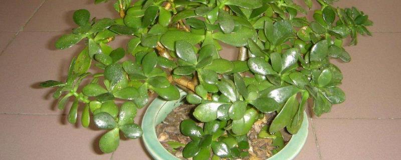 厚脸皮的养殖方法的养殖方法和注意事项