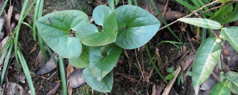 细辛栽培技术（细辛的栽培）