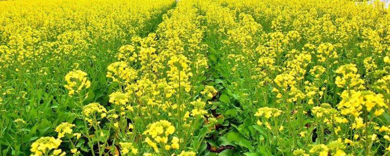 华北地区什么时候种油菜最合适,株距和行距分别是多少