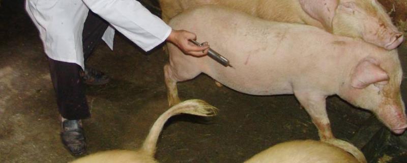 兽用盐酸林可霉素用法用量,配伍禁忌有哪些