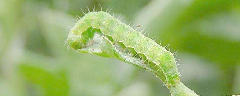 丙溴磷杀什么虫,能和矿物油混用吗