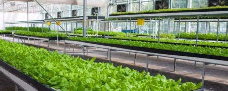 农业生产有哪些种类（农业生产分为几大类）