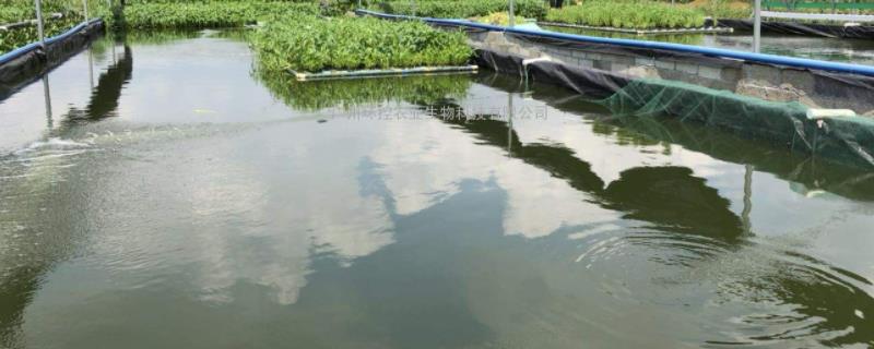 水产用的磺胺嘧啶粉的功效,休药期多久