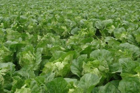 一年四季的农事有什么