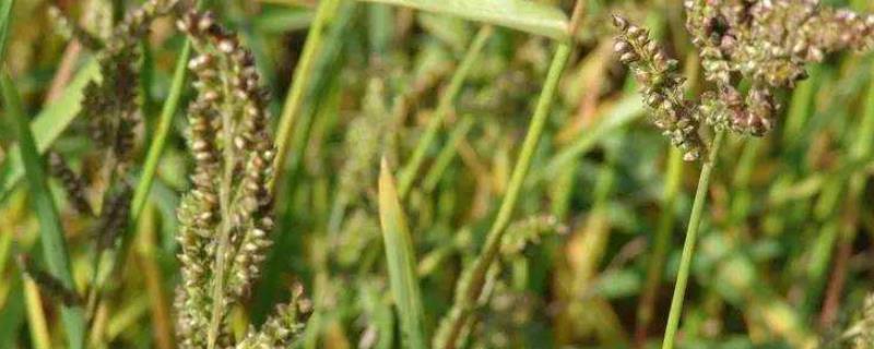 水稻田杂草图谱及名称,怎么快速让杂草变肥料