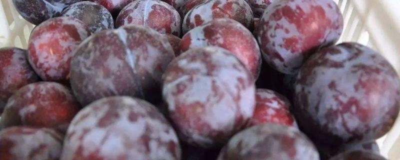 黑布林催熟最快方法,需要几天