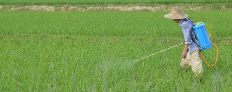 井冈霉素的混用禁忌，作用是什么（井冈霉素的混用禁忌,作用是什么意思）