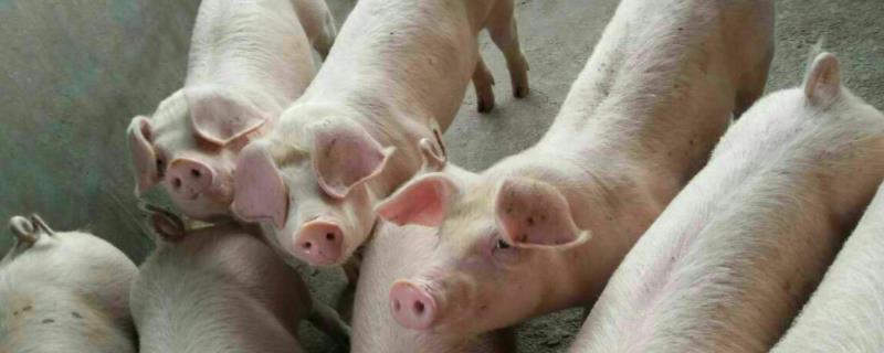 硫酸新霉素与氟苯尼考合用,主要治疗什么