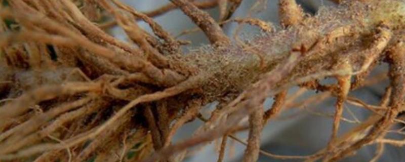 根腐病克星药，原因及防治方法（根腐病的原因及防治方法）