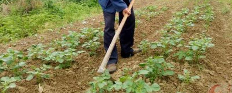 十二种常见的农具 十二种常见的农具图片