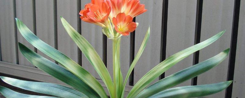 绿叶宝肥料使用方法，适合哪些花 绿叶宝肥料使用方法,适合哪些花卉