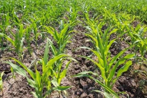 春天做的农事都有什么