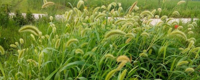 禾本科杂草有哪些,怎么清除干净?