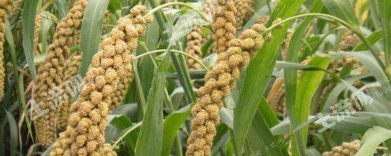 谷子的生物学特性，品种有哪些 谷子的生物学特性,品种有哪些特点