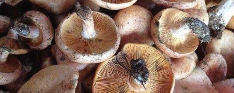 铜绿菌可以人工培养吗，附种植技术（铜绿菌有没有毒）