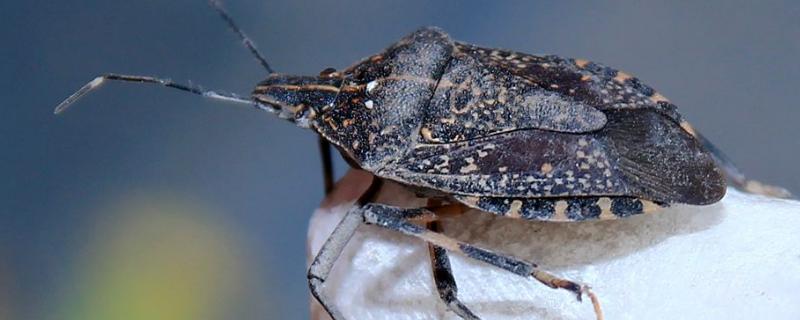 椿象用什么杀虫剂,椿象是害虫还是益虫