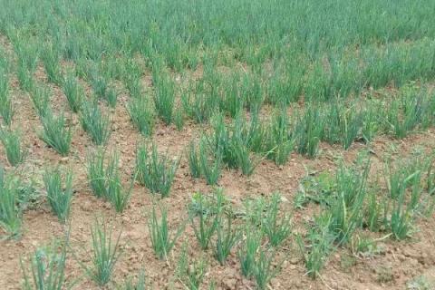 一年四季的农事有什么