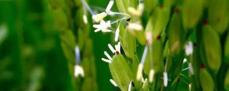 水稻禾谷类作物开花时,稃壳是如何实现开合的,手工快速水稻脱壳方法