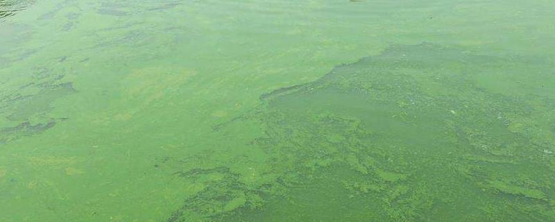 池塘蓝藻爆发如何处理，爆发的原因是什么