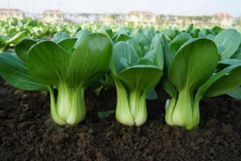 一年四季的农事有什么