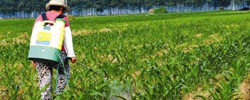 二氯吡啶酸对后茬影响，除什么杂草（二氯吡啶酸残留下茬）