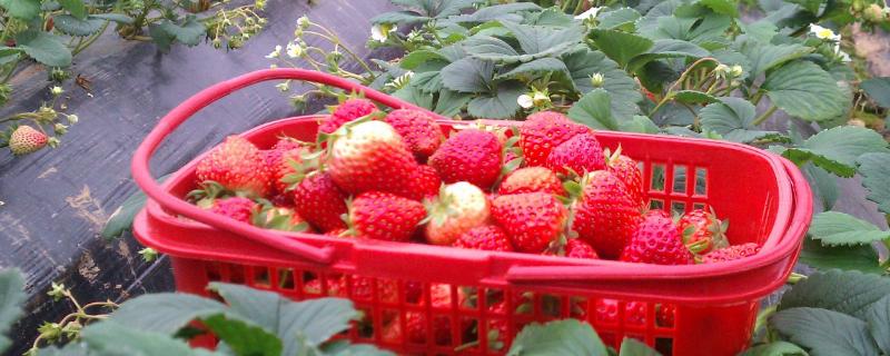 草莓铺地膜有什么技巧,用几丝的好(草莓地铺地膜技巧)