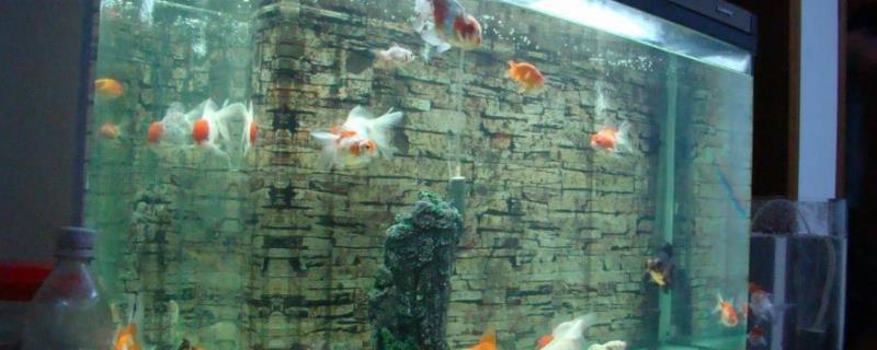 硝化菌培养方法，加在鱼缸里还是过滤棉上