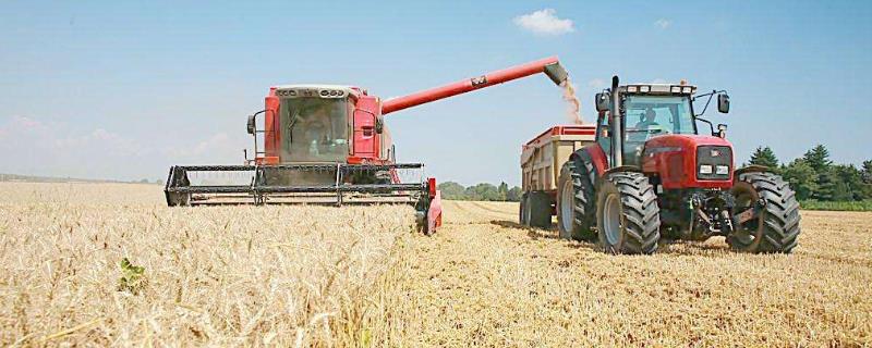 六月份收麦子还是稻子,麦子倒了怎么补救