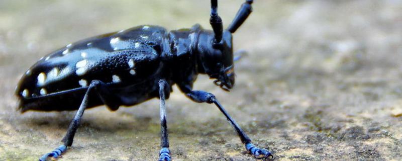 天牛是益虫还是害虫,会不会主动咬人