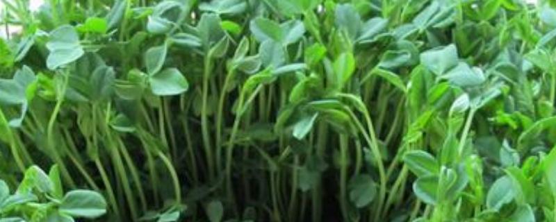 菜苗种植方法,移栽后需要每天浇水吗