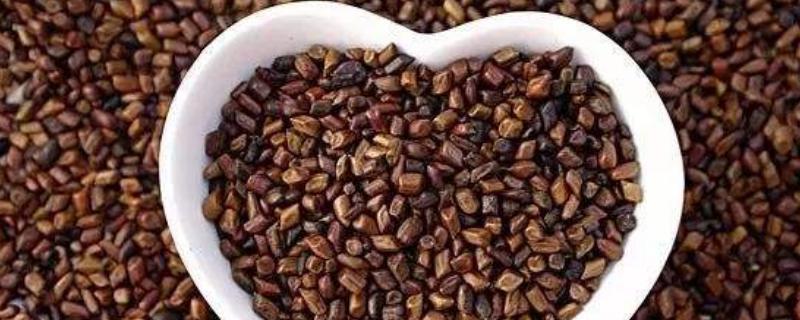 决明子一亩地产量多少,如何提高产量