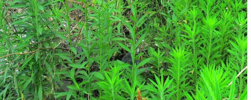 氟吡甲禾灵敏感的作物，使用范围 氟吡甲禾灵cas