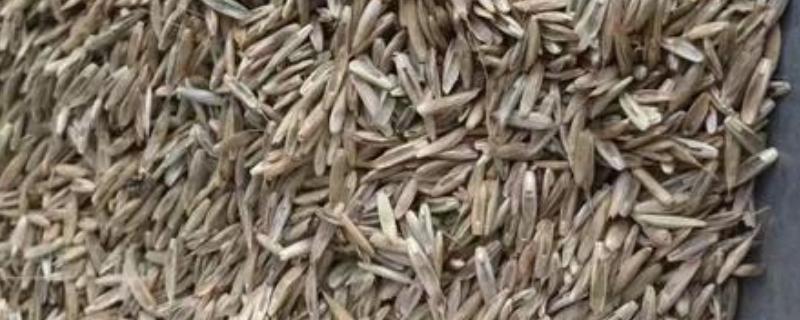 混播草籽是哪三种,一斤草籽能种多少平方