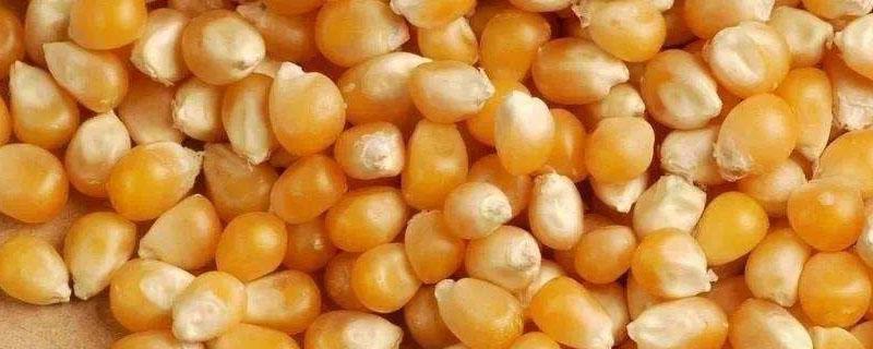 玉米种子的营养物质储存在哪里 玉米种子的营养物质储存在哪里了