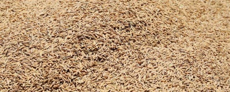 家里稻谷里好多飞蛾怎么处理,飞蛾身上的粉有毒吗