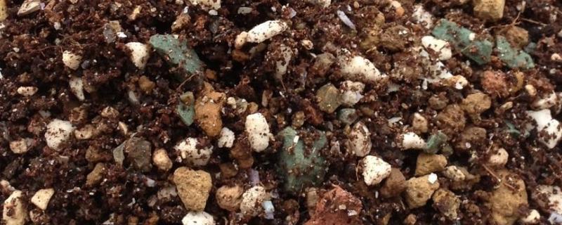 种花沙子要多粗,沙子和煤渣哪个好(煤渣和沙子养花哪个好)