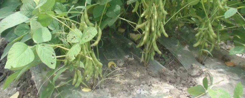 夏收作物有哪些 夏收的农作物