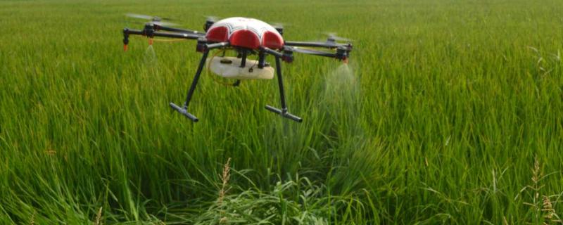 异丙隆使用注意事项,能治小麦田哪些杂草