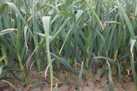 一年四季的农事有什么