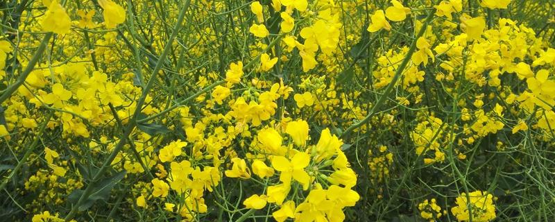 十一月种油菜晚不晚，一亩地需要多少斤种子