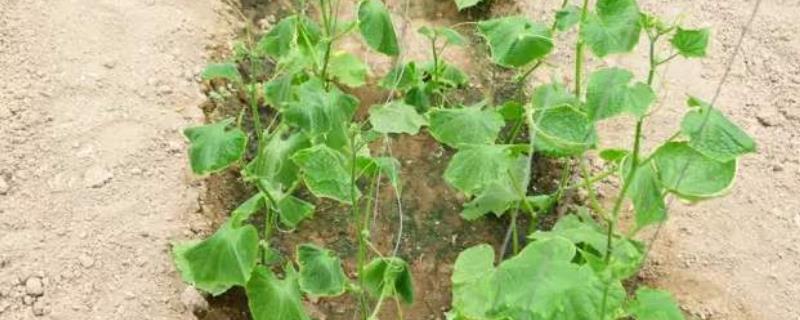 施肥烧根（施肥烧根的主要原因）