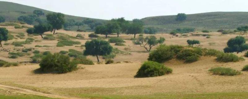 沙地适合种什么经济作物，如何保肥（沙地适合种植什么经济作物）