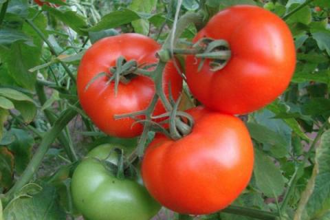 一年四季的农事有什么