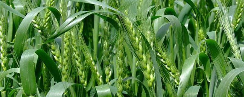 麦子的比重一立方多少,水分怎么计算