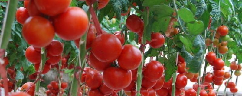 西红柿秧子打蔫怎么办,秧子下面有白虫怎么处理