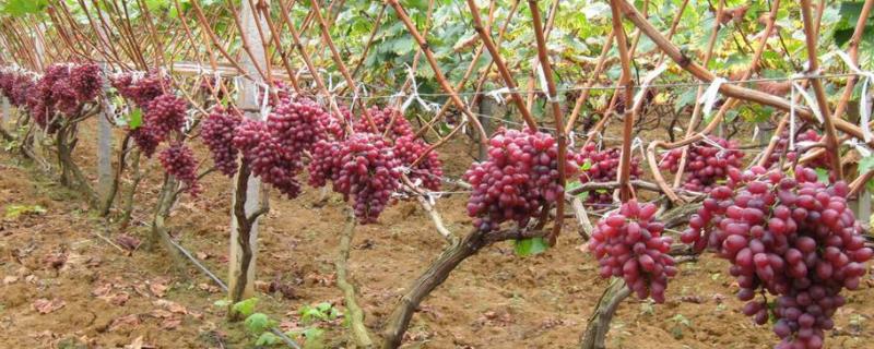 克伦生葡萄种植技术及技巧,附该品种的特点
