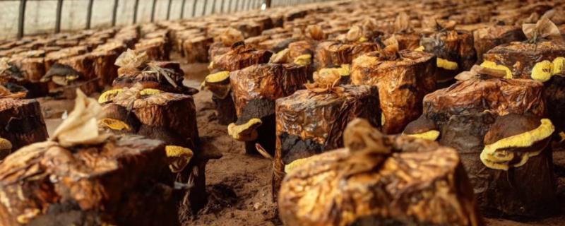 桑黄的种植与管理，人工种植桑黄的投资前景如何