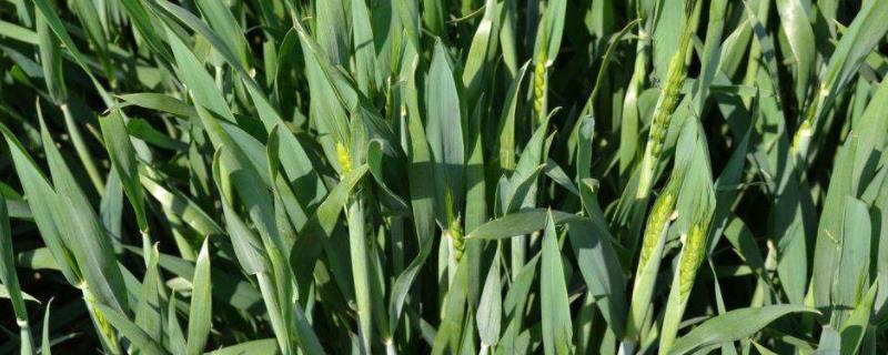 小麦最佳播种期是什么时候,观35小麦生长期多少天